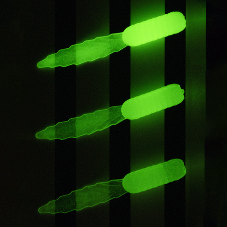 Glow Squeue Standard Glows – LureWorks